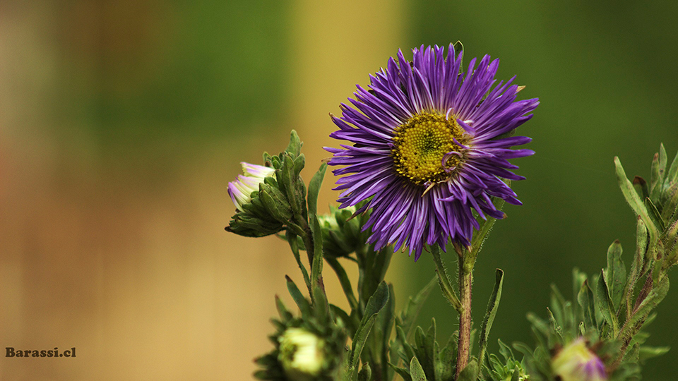 Flor