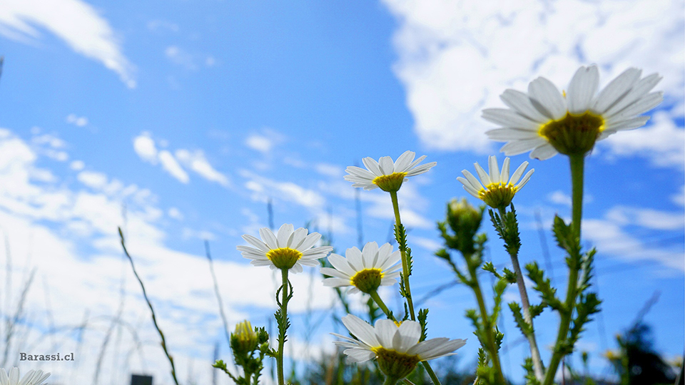 Flores Silvestres